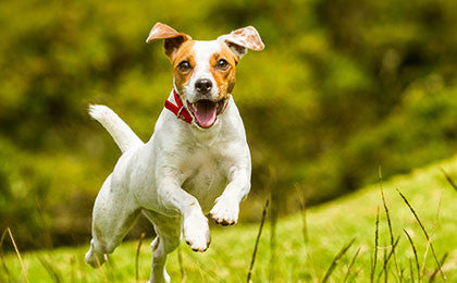 Majesty's Buddy Bites Hip+Joint