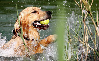 Majesty's Buddy Bites Skin+Coat