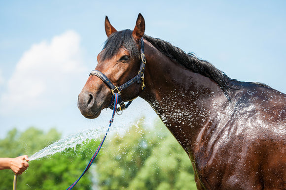 Keeping Your Horse Happy and Healthy in the Hot Weather!