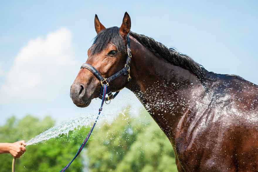 Keeping Your Horse Happy and Healthy in the Hot Weather!