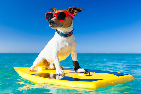 Summertime With Your Pup!
