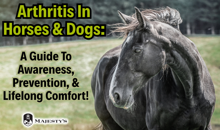 Arthritis in Horses and Dogs: A Guide to Awareness, Prevention, and Lifelong Comfort!