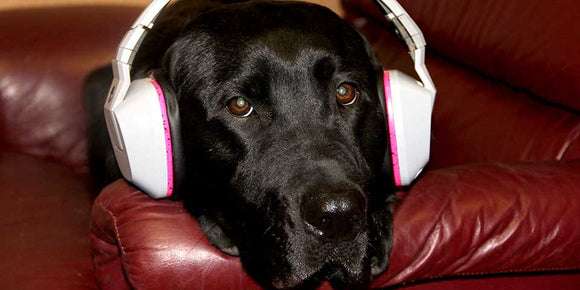 Fireworks, Thunder, and Dogs...Oh My!