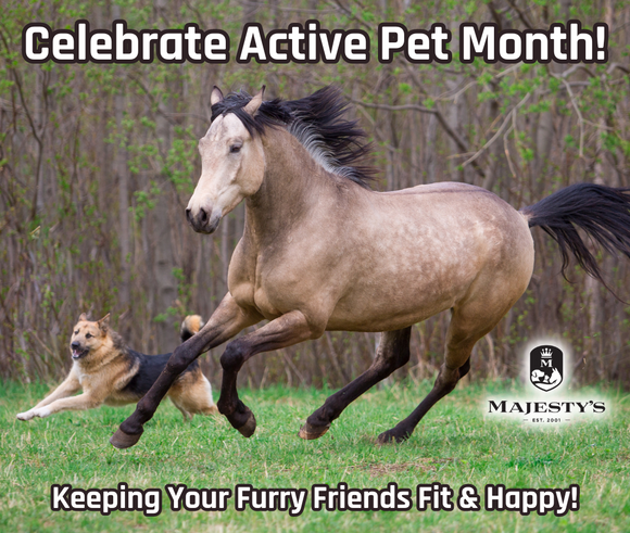 Celebrating Active Pet Month: Keeping Your Furry Friends Fit and Happy!
