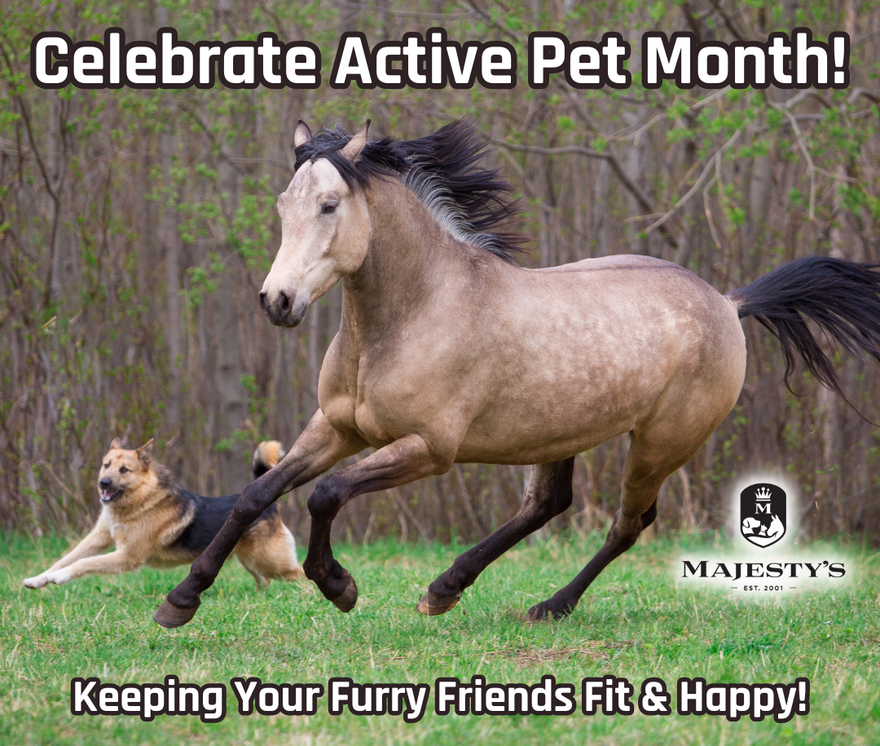 Celebrating Active Pet Month: Keeping Your Furry Friends Fit and Happy!