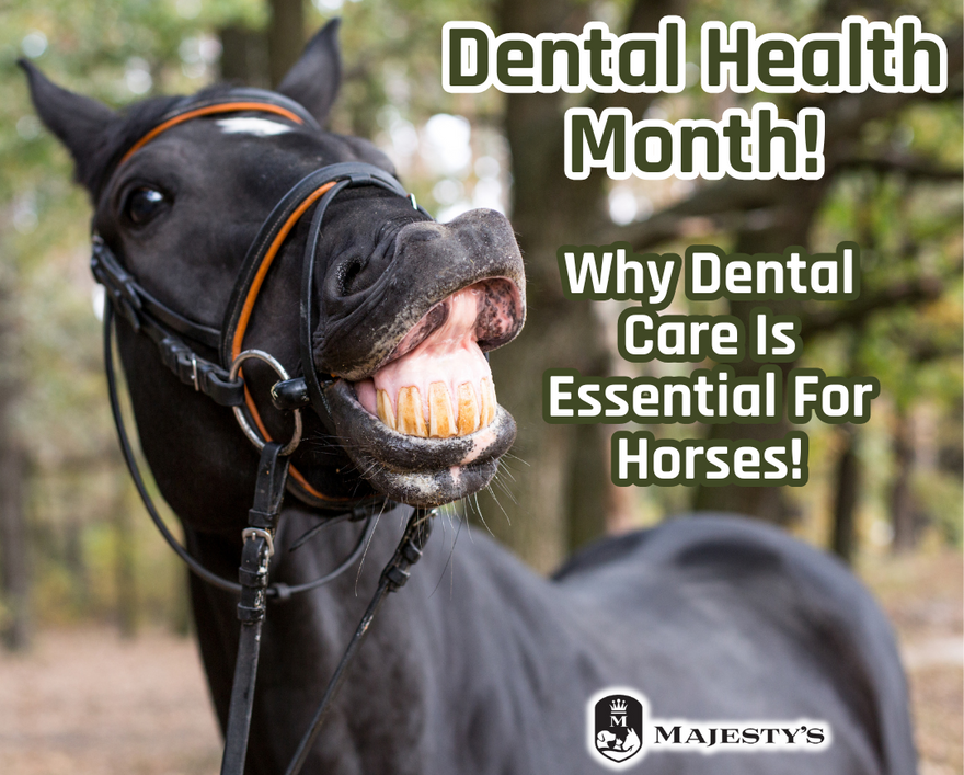 Dental Health Month: Why Dental Care is Essential for Horses!