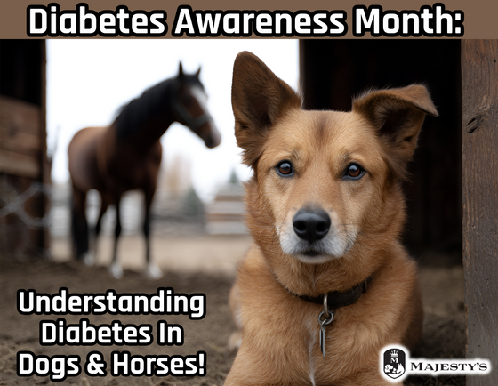 Diabetes Awareness Month: Understanding Diabetes in Dogs & Horses!