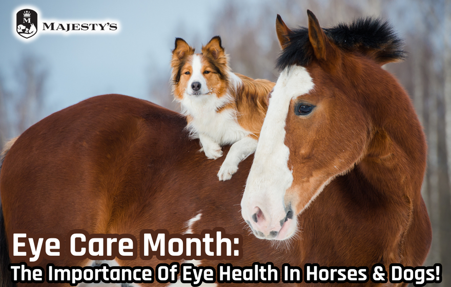 Eye Care Month: The Importance of Eye Health in Horses & Dogs!