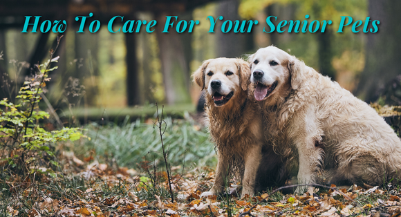Taking Care Of Our Aging Pets