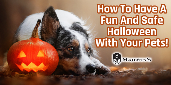 How To Have A Fun And Safe Halloween With Your Pets!