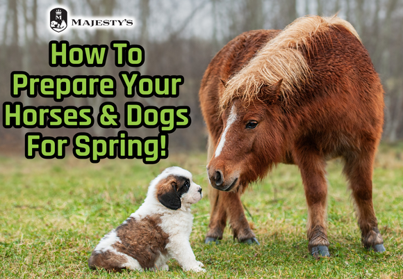 How To Prepare Your Horses & Dogs For Spring!