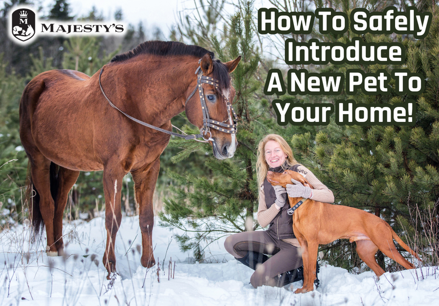 How To Safely Introduce a New Pet to Your Home!