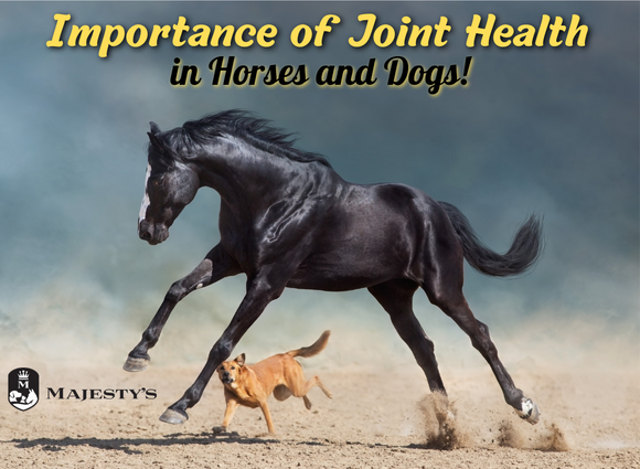 Importance of Joint Health in Horses and Dogs