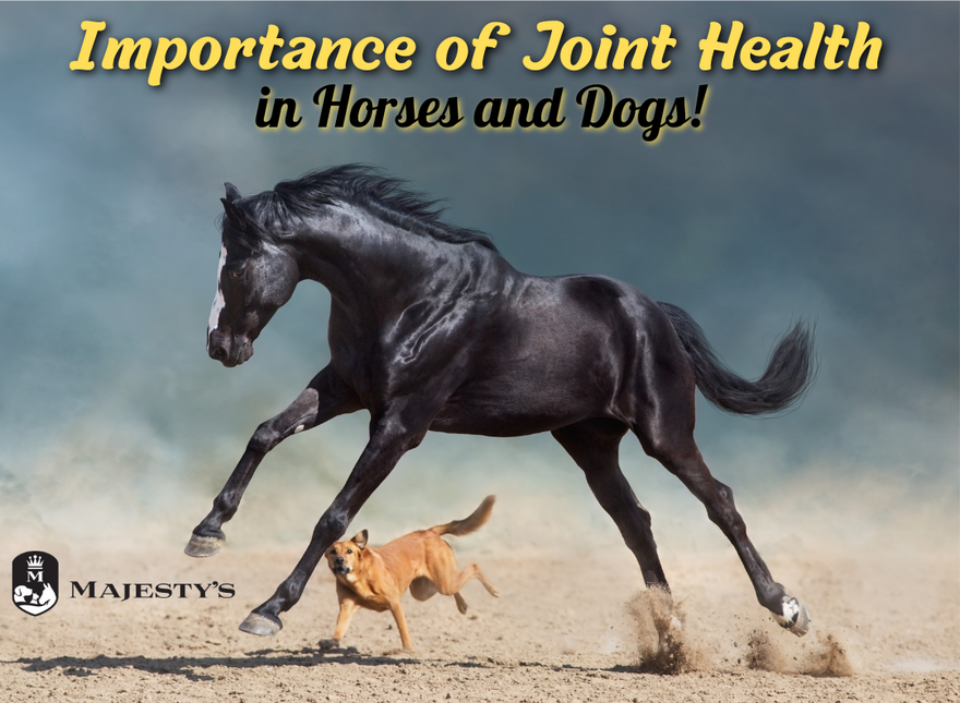 Importance of Joint Health in Horses and Dogs