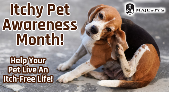 Itchy Pet Awareness Month: Help Your Pet Live An Itch-Free Life!