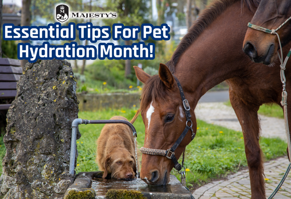Essential Tips for Pet Hydration Month!