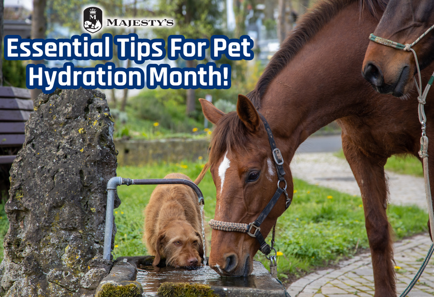 Essential Tips for Pet Hydration Month!