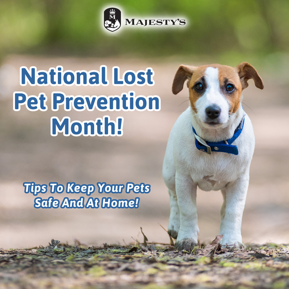 Lost Pet Prevention Month