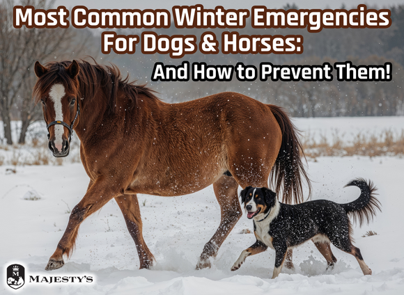 Most Common Winter Emergencies for Dogs & Horses: And How to Prevent Them!