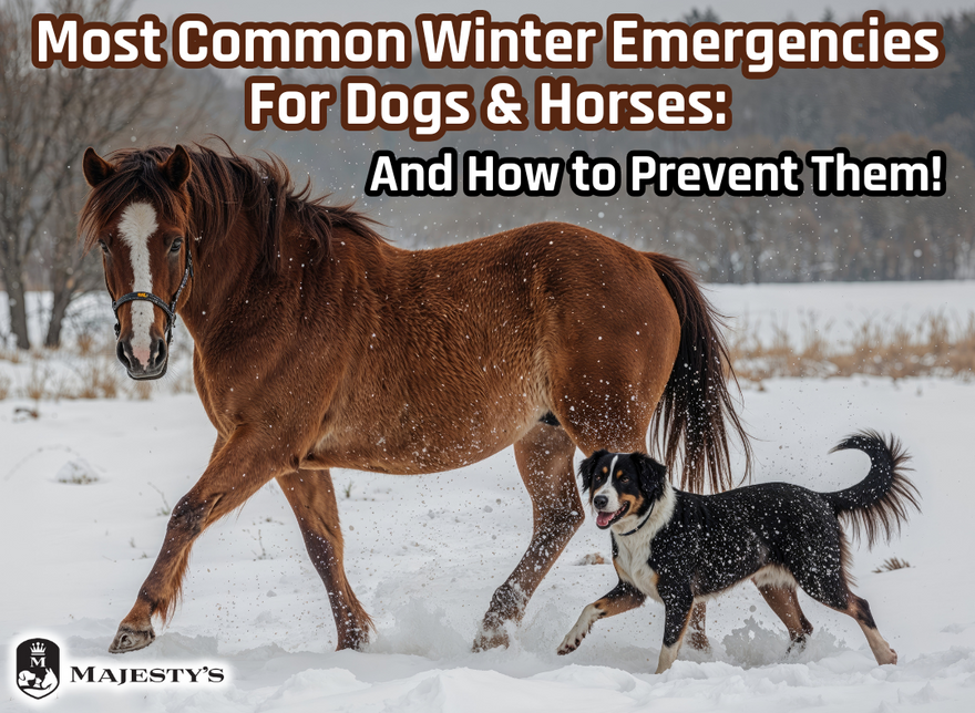 Most Common Winter Emergencies for Dogs & Horses: And How to Prevent Them!