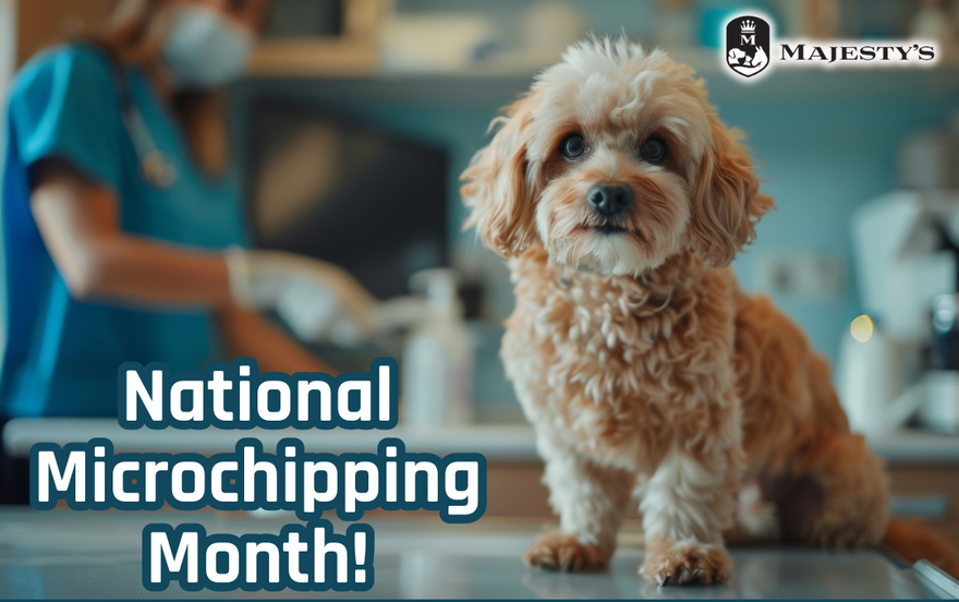 National Microchipping Month!