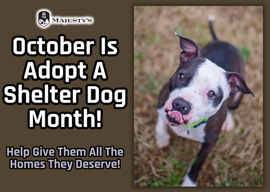 October is Adopt a Shelter Dog Month!