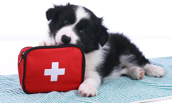Pet First-Aid Awareness Month