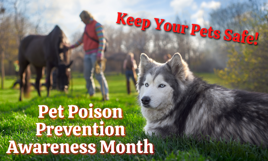 Pet Poison Prevention: Understanding Antifreeze Toxicity in Pets