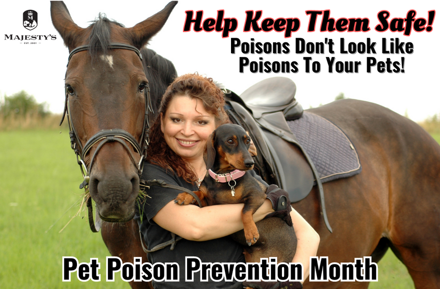 Common Household Items You May Not Realize Are Toxic To Your Horse And Dog