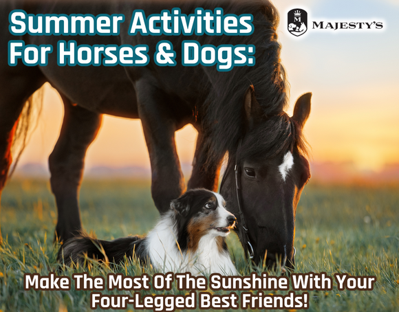 Summer Activities for Horses and Dogs: Make the Most of the Sunshine With Your Four-Legged Best Friends!