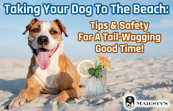 Taking Your Dog to the Beach: Tips & Safety for a Tail-Wagging Good Time!