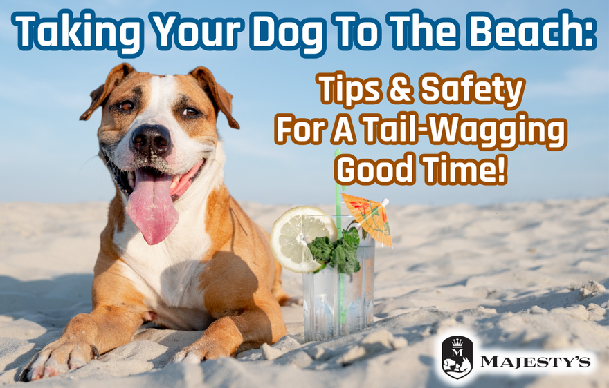Taking Your Dog to the Beach: Tips & Safety for a Tail-Wagging Good Time!
