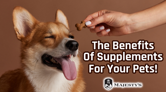 The Benefits Of Supplements For Your Pets!