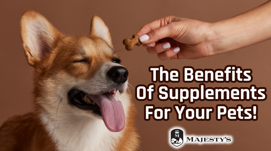 The Benefits Of Supplements For Your Pets!