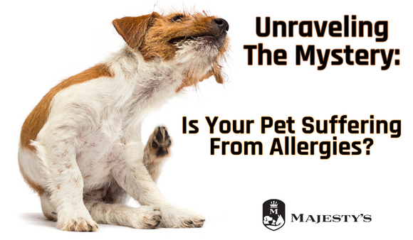 Unraveling The Mystery: Is Your Pet Suffering from Allergies?