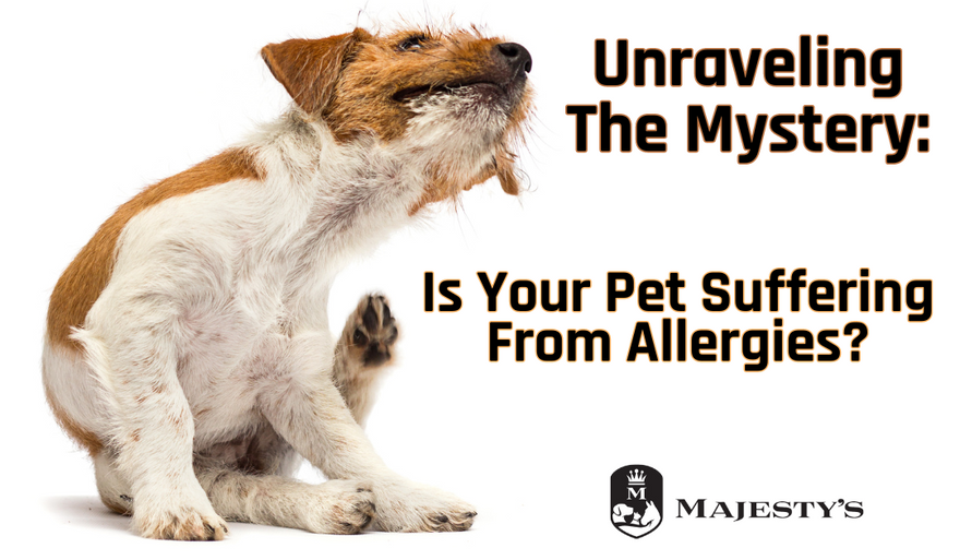 Unraveling The Mystery: Is Your Pet Suffering from Allergies?