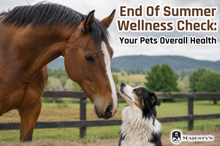 End Of Summer Wellness Check: Your Pets Overall Health!