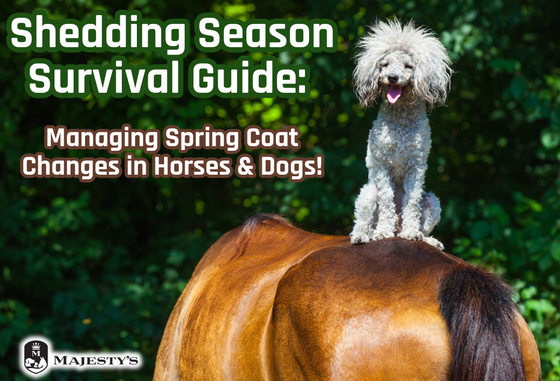 Shedding Season Survival Guide: Managing Spring Coat Changes in Horses & Dogs!
