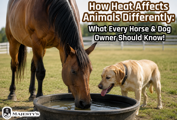 How Heat Affects Animals Differently: What Every Horse and Dog Owner Should Know!