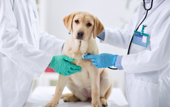 Animal Pain Awareness Month