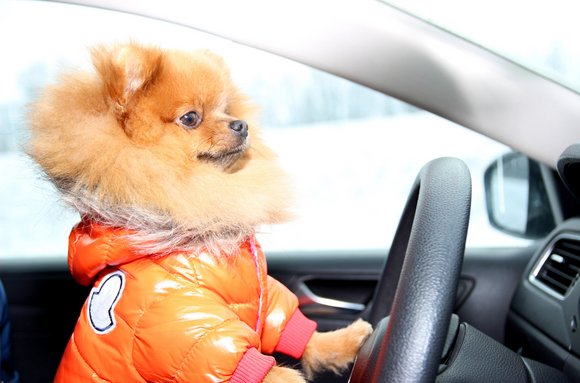 Winter Travel Tips for Our Pets!