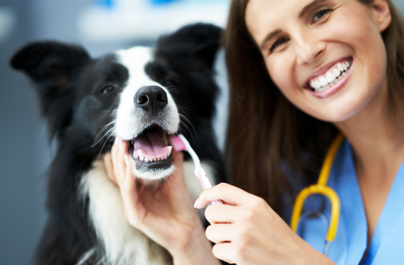 Pet Dental Health Month