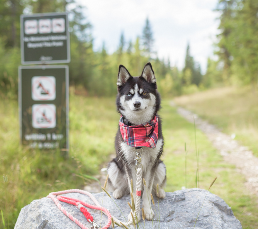 Tips for Successful Hikes & Trail Rides with Our Horses & Dogs