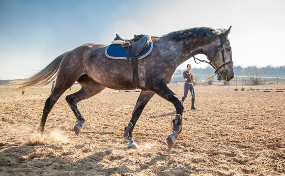 Senior Pets and the Importance of Exercise