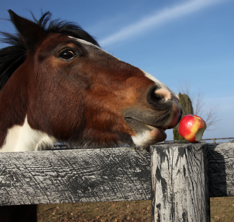 The Do’s & Don’ts of Feeding Horses and Dogs Fruits & Veggies!
