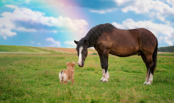 Horse and Dog friends for life!