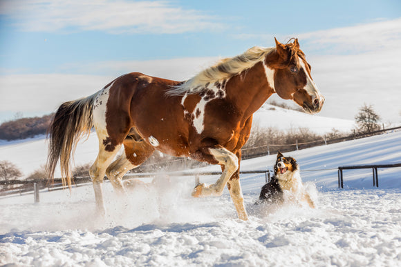 Keep Your Pets Happy This Winter!